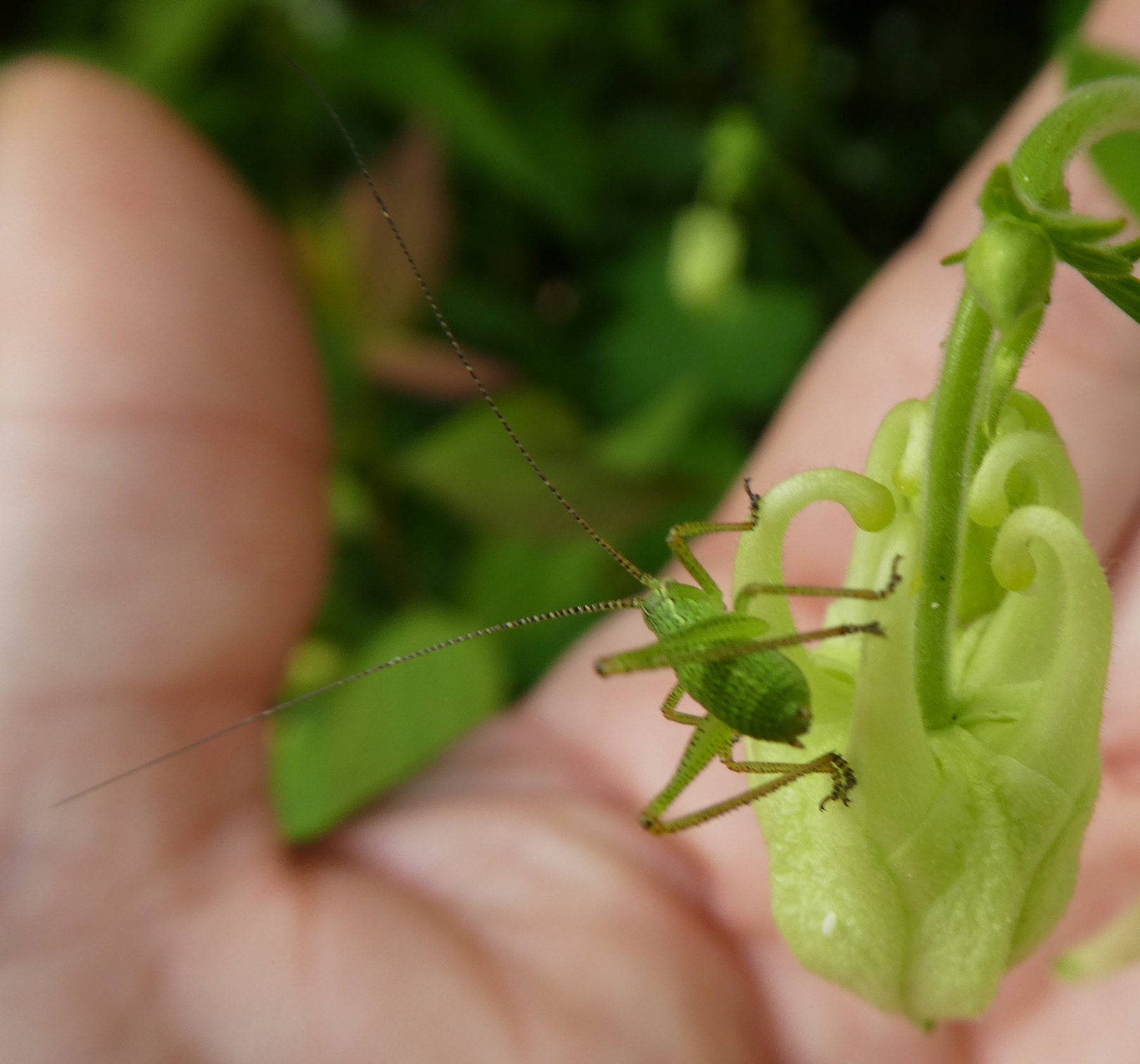 Leptophyes punctatissima?